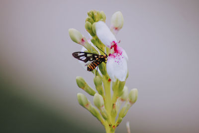 Close-up of insect on flower