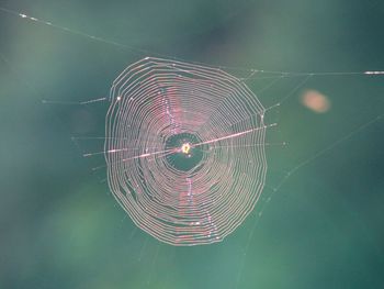 Close-up of spider web