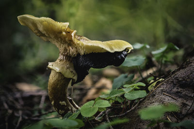 Close-up of mushroom on plant