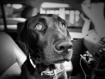 Close-up portrait of a dog