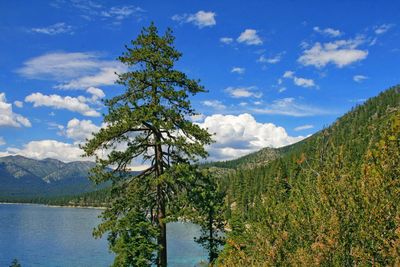 Tree by lake against sky