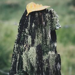 Close-up of tree trunk