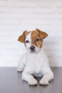 Portrait of puppy sitting