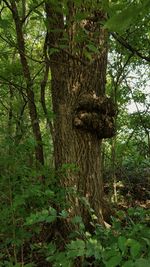 Trees in forest
