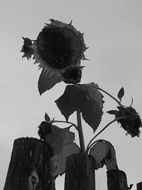 Low angle view of flower against sky