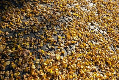 Full frame shot of yellow autumn leaves