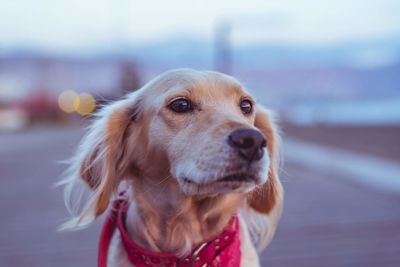 Close-up of dog looking away