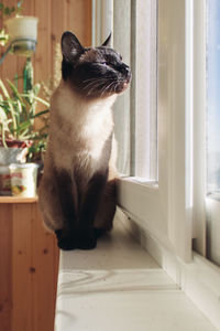 Close-up of cat sitting at home