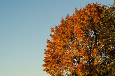 Low angle view of autumn tree against clear sky