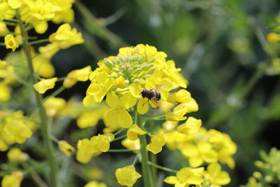 Close-up of bee pollinating on yellow flower