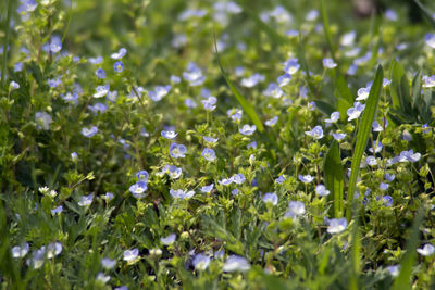 Close-up of white flowering plants on field