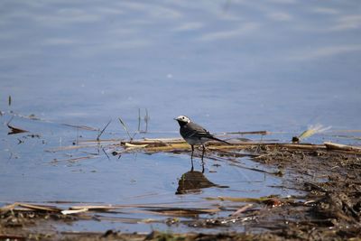 Pied wagtail with reflection on a lake