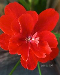 Close-up of red flower blooming outdoors