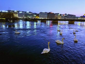 Ducks swimming in river