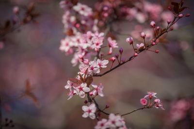 Close-up of pink cherry blossom