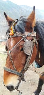 Close-up of a horse