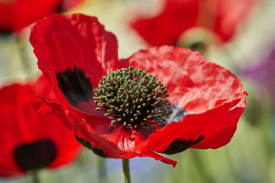 Close-up of red flower