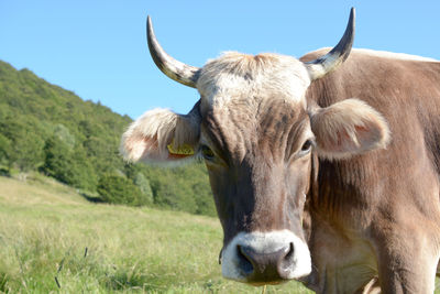 Cow on mountain pasture