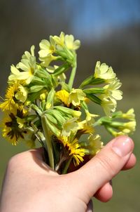 Close-up of hand holding flowering plant