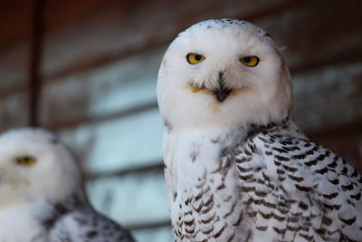 Close-up portrait of owl