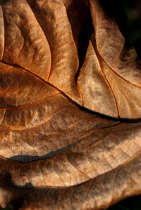 Full frame shot of dried leaf