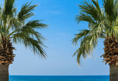 Palm tree by sea against blue sky