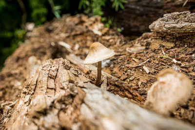 Close-up of mushrooms growing outdoors