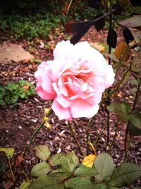 Close-up of pink rose