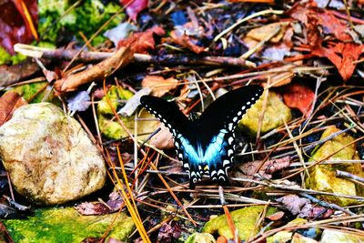 Close-up of butterfly on leaf