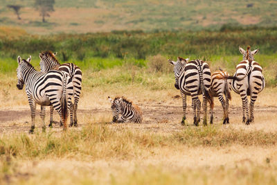 Zebra standing on field