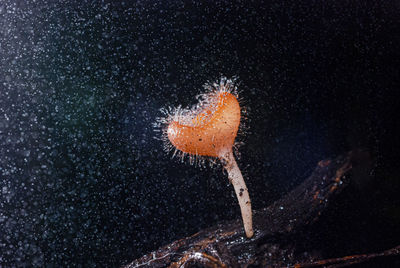 Close-up of orange mushroom against black background