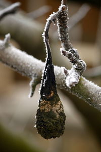 Close up of leaf