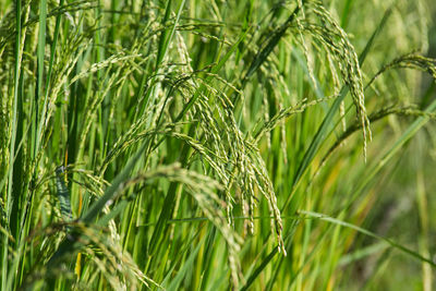 Close-up of wheat growing on field