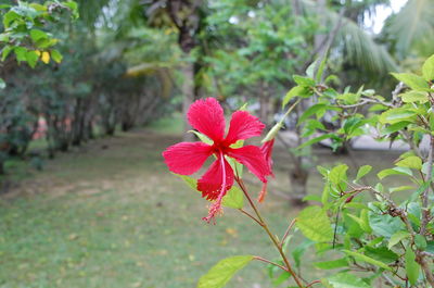 Close-up of pink flowers