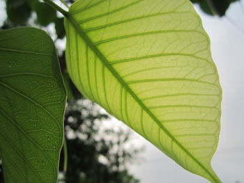 Close-up of green leaves