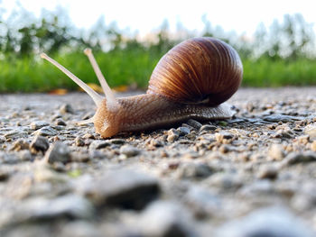 snail