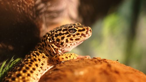 Close-up of yellow lizard