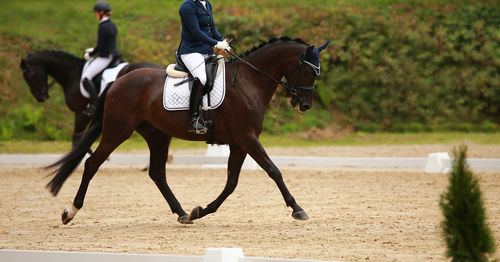 Horse standing on field