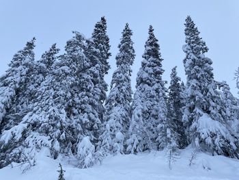 Snow covered trees on field against sky