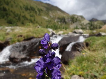 Close-up of purple flowers