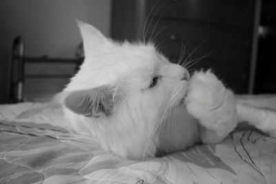 Close-up of cat relaxing on bed at home