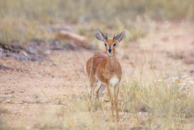 Portrait of an animal on field