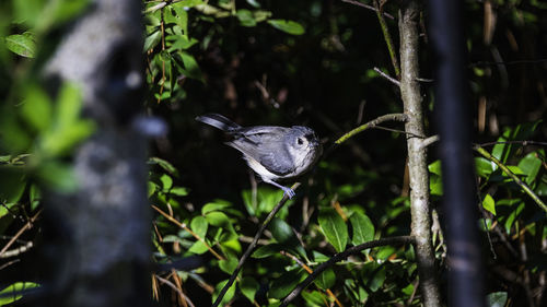 Close-up of a bird in a forest