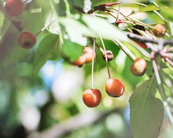 Close-up of cherries on plant