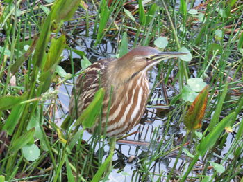 Bird perching on grass