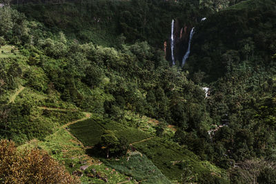 High angle view of trees in forest