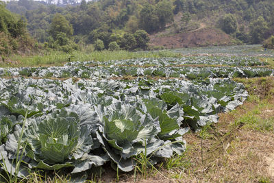 Fresh cabbage from farm field