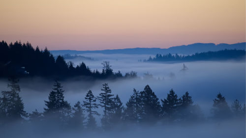 Silhouette trees on mountain against sky during sunset