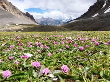 Pink flowering plants by mountains against sky