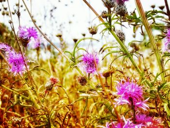 Close-up of pink flowering plants on field